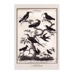  gran shu man открытка (NO.17 животное иллюстрированная книга птицы побережья ) le grand chemin