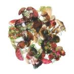 フレークシール セット スクラップ素材 (自然写真集シリーズ×きのこ） PET素材