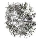 フレークシール セット スクラップ素材 (自然写真集シリーズ×フラワー×モノクロ） PET素材