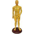 人体模型 ツボ 針灸 鍼灸経穴模型 経絡 モデル 整体 マッサージ 学習用 52.5cm 男性( 男性)