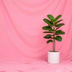  фон ткань очень большой задний экран Studio фотография фотосъемка одноцветный оборудование орнамент фотосъемка для многоцелевой стирка возможность складной большой ( розовый, 3mx5m)