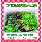 飲食店専用ベビーリーフ 詰め合わせ ８種類 1kg箱