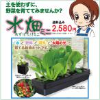 水畑ミニ 水耕栽培セット 家庭菜園キット  野菜 ハイドロカルチャー 送料無料 ベランダ スポンジ 肥料 プランター 入門 初心者 ビギナー トマト