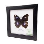  сумма ввод насекомое образец бабочка Great *eg fly ( самец ) Great Eggfly