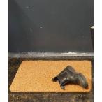 ラグ ラグマット PVC COIL MAT 500x700 MUSTARD/玄関マット