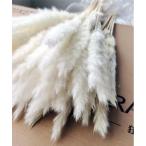 インテリア パンパスグラス ドライフラワー ふわふわ インテリア 植物 ＃