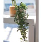 ショッピング花瓶 花瓶 「Brown./ブラウン」フィカスシャングリラ ポット グリーン