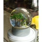 インテリア DINOSAUR SNOWGLOBE WITH LED/恐竜 スノードーム