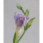 ショッピングパール ピアス パール ピアス | K10YG レディース メンズ