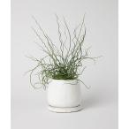 花瓶 GLAZED POT M / DULTON