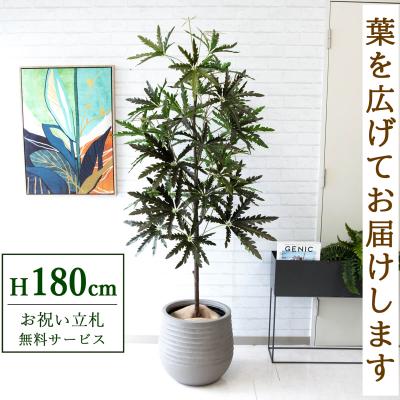 造花と人工観葉植物の店舗装飾専門店PP-SHOP - 人工観葉植物｜Yahoo