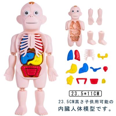 ミニ 骨格模型の商品一覧 通販 - Yahoo!ショッピング ミニ 骨格模型の商品一覧 通販 - Yahoo!ショッピング