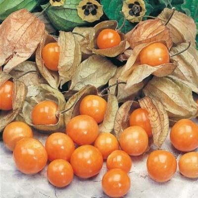食用ほおずき（苗） | 花、ガーデニング のおすすめ人気商品一覧 通販