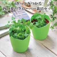 栽培キット えだまめ栽培セット 即納 栽培セット 植物 枝豆 えだまめ ビール おつまみ つまみ お酒 酒 インテリア 置物 グッズ Sst2 癒しグッズ専門店 なごみ 通販 Yahoo ショッピング