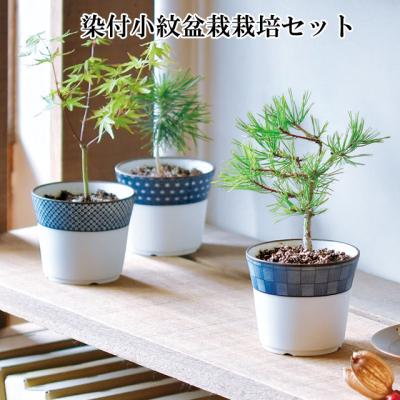 盆栽用苗 kojikoji 盆栽用苗｜盆栽、苔玉｜花、ガーデニング おすすめ人気商品 通販