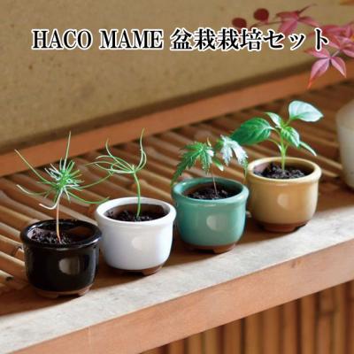 赤松 苗のおすすめ人気商品一覧 通販 - Yahoo!ショッピング