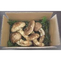 長野県産松茸のおすすめ人気商品一覧 通販 - Yahoo!ショッピング