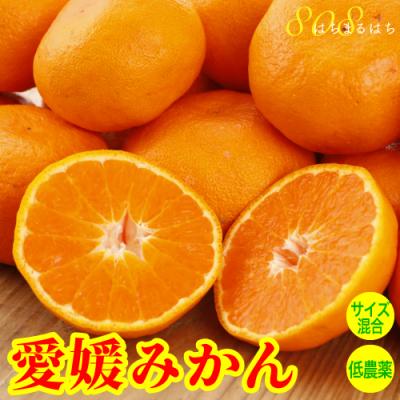 素戔嗚流超自然農蜜柑 10kg 1〜3年目 海乃蛙自然農園 農薬肥料不使用みかん 無農薬みかんのおすすめ人気商品一覧 通販 - Yahoo!ショッピング