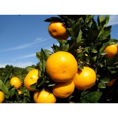 西南のひかりのおすすめ人気商品一覧 通販 - Yahoo!ショッピング