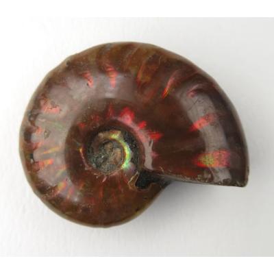 アンモライトのおすすめ人気ランキングTOP100 - Yahoo!ショッピング