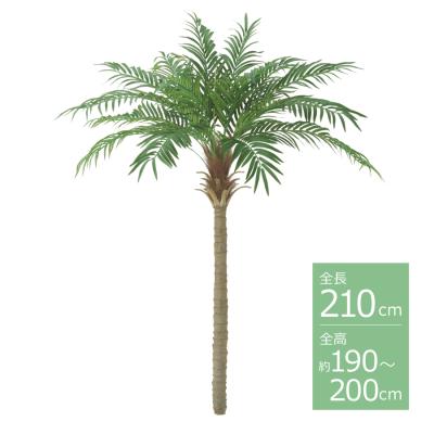 Lush_Green様 カナリーヤシ 約:150cm【フェニックス】244556