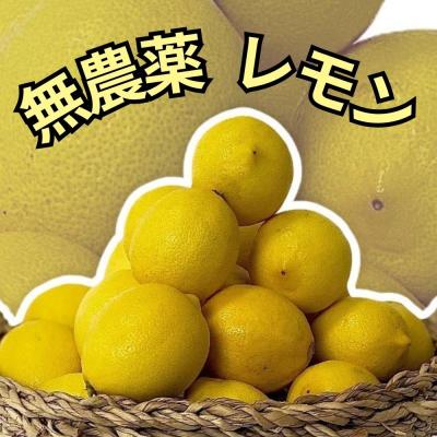 レモン 無農薬 国産 2kg 20玉前後 黄色レモン ノーワックス 農家 レモン 無農薬 国産 2kg 20玉前後 黄色レモン ノーワックス 農家