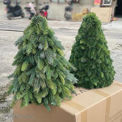 Amazon.co.jp: モミの木 本物のクリスマスツリー【樅の木100センチ