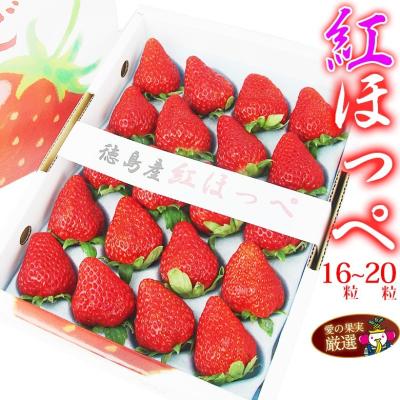 紅ほっぺ 苗のおすすめ人気商品一覧 通販 - Yahoo!ショッピング