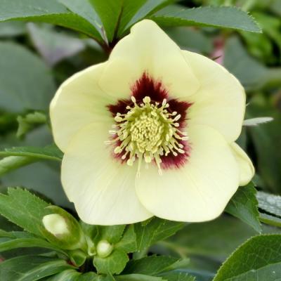 まい3点おまとめ 分割クリスマスローズ雅紫色の花 赤塚植物園ヤフー店 - クリスマスローズ【伊勢みやびシリーズ】｜Yahoo