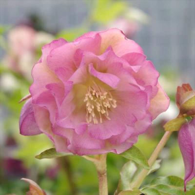 赤塚植物園ヤフー店 - クリスマスローズ【伊勢みやびシリーズ】｜Yahoo