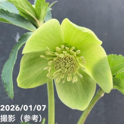 園芸ネットクリスマスローズ（花の苗）｜苗 | 花、ガーデニング の