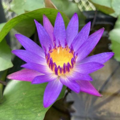 ムカゴ（苗） | 花、ガーデニング のおすすめ人気商品一覧 通販