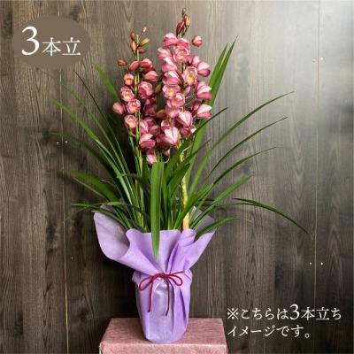 シンビジュームのおすすめ人気商品一覧 通販 - Yahoo!ショッピング