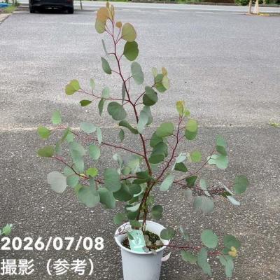 ユーカリ ポポラスのおすすめ人気商品一覧 通販 - Yahoo!ショッピング