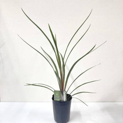 コルジリネのおすすめ人気商品一覧 通販 - Yahoo!ショッピング