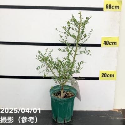 フィンガーライム(苗木、植木)の商品一覧 | 花、ガーデニング フィンガーライム(苗木、植木)の商品一覧 | 花、ガーデニング