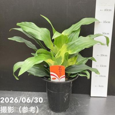 万年青　おもと　長生殿　覆輪斑　4号陶器鉢つき　極上❗　② おもとのおすすめ人気商品一覧 通販 - Yahoo!ショッピング