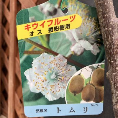 キウイ花粉の商品一覧 通販 - Yahoo!ショッピング キウイ花粉の商品一覧 通販 - Yahoo!ショッピング