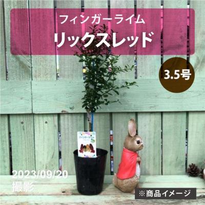 フィンガーライム(苗木、植木)の商品一覧 | 花、ガーデニング フィンガーライム(苗木、植木)の商品一覧 | 花、ガーデニング