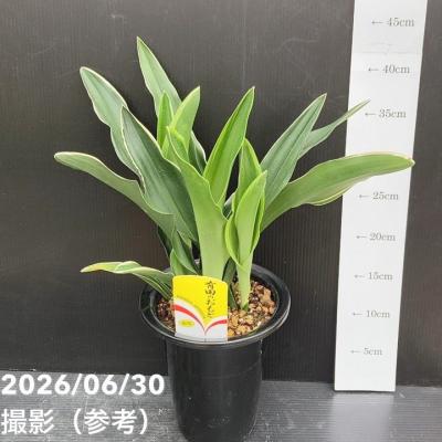 おもとの商品一覧 通販 - Yahoo!ショッピング