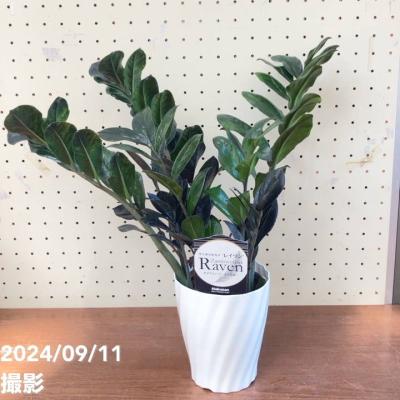 ザミオクルカス 黒（観葉植物） | 花、ガーデニング のおすすめ人気