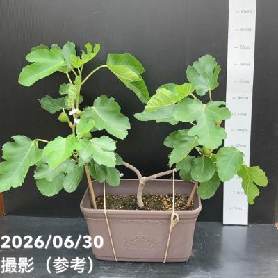 イチジク（苗木、植木） | 花、ガーデニング のおすすめ人気商品一覧