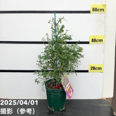 フィンガーライム(苗木、植木)の商品一覧 | 花、ガーデニング フィンガーライム(苗木、植木)の商品一覧 | 花、ガーデニング