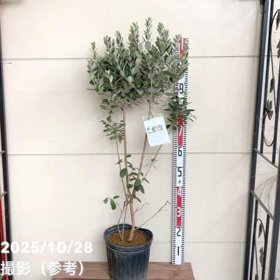 フェイジョア アポロのおすすめ人気商品一覧 通販 - Yahoo!ショッピング