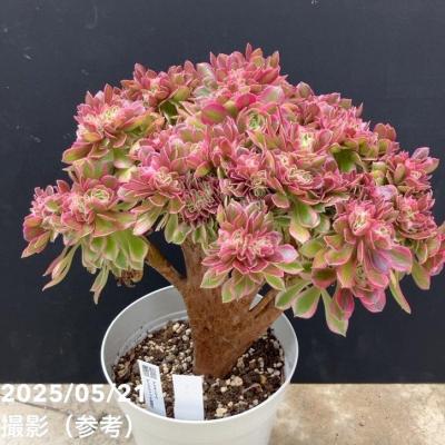多肉植物アエオニウム錦の商品一覧 通販 - Yahoo!ショッピング 多肉植物アエオニウム錦の商品一覧 通販 - Yahoo!ショッピング