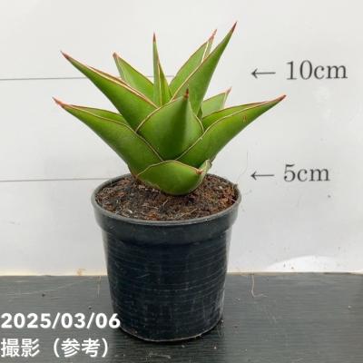 サンスベリア 3号（観葉植物） | 花、ガーデニング のおすすめ人気商品