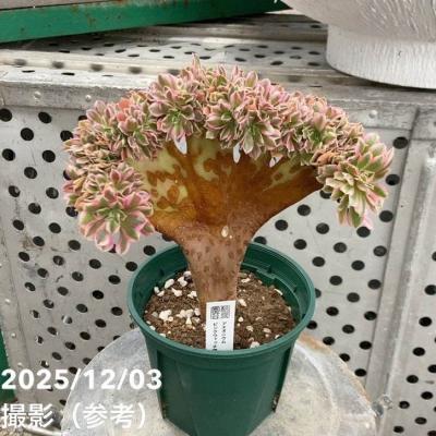 アエオニウム 綴化のおすすめ人気商品一覧 通販 - Yahoo!ショッピング