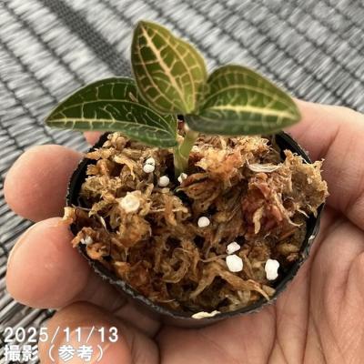 ジュエルオーキッドのおすすめ人気商品一覧 通販 - Yahoo!ショッピング