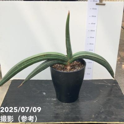 サンセベリア　バナナ　超特大　希少　送料無料 サンセベリア バナナ 超特大 希少 送料無料 サンスベリア バナナの
