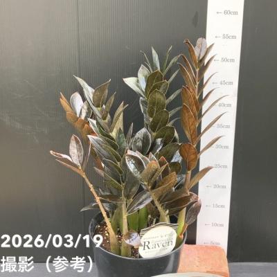 ザミオクルカス 黒（観葉植物） | 花、ガーデニング のおすすめ人気